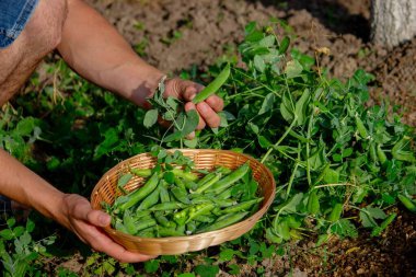 Bahçesinde taze toplanmış yeşil bezelye kabukları olan bir adam..