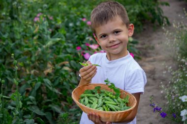 Bahçede bir çocuk yeşil bezelye yiyor ve tutuyor.