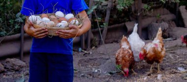 Çiftçi Çocuk Taze Yumurta Topluyor.