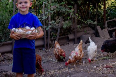 Çiftçi Çocuk Taze Yumurta Topluyor.