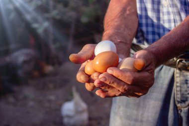 Çiftçi Eller Taze Yumurta Tutar.