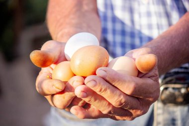 Çiftçi Eller Taze Yumurta Tutar.