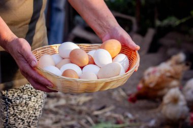 Çiftçi Eller Taze Yumurta Tutar.
