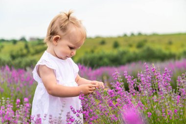 Lavanta tarlasında küçük bir kız ve elleriyle çiçeklere dokunuyor.