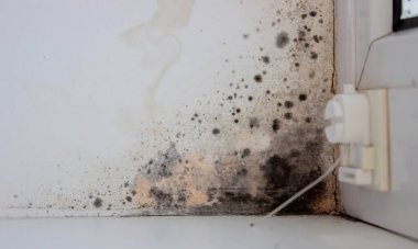 Pencerenin köşesinde belirgin küf istilası var. Bu da havalandırmanın zayıf olduğunu gösteriyor.