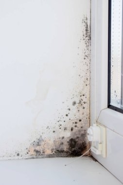 Pencerenin köşesinde belirgin küf istilası var. Bu da havalandırmanın zayıf olduğunu gösteriyor.