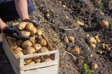Patates toplayan adam. Seçici odak.