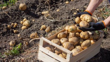 Patates toplayan adam. Seçici odak.