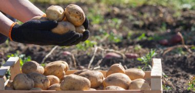 Patates toplayan adam. Seçici odak.