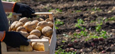 Patates toplayan adam. Seçici odak.