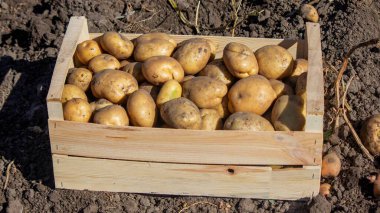 Hasat kutusundaki patatesler. Seçici odak.