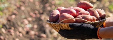 Patates toplayan adam. Seçici odak.