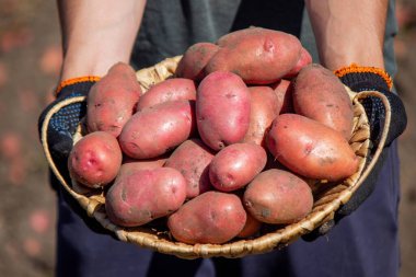 Patates toplayan adam. Seçici odak.