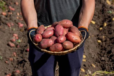 Patates toplayan adam. Seçici odak.
