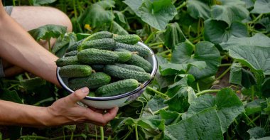 Çiftçi ellerinde salatalık topluyor. Seçici odak.