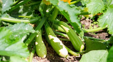 Ev bahçesinde kabak yetiştiriyorum..