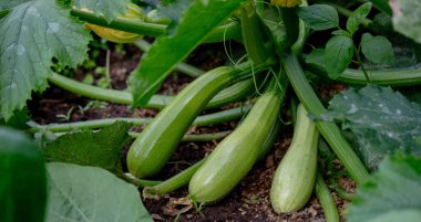 Ev bahçesinde kabak yetiştiriyorum..