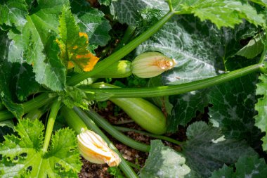 Ev bahçesinde kabak yetiştiriyorum..