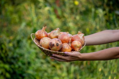 Arka planda bir kase sebze tutan bir kız. Seçici odak.