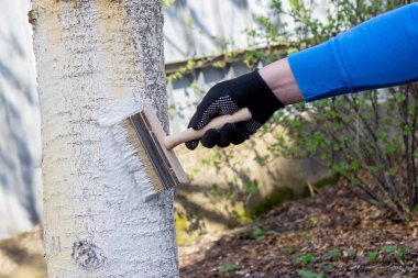 Bir çiftçi ağaç gövdesine zararlılara karşı koruyucu beyaz boya ile davranır. Bahçedeki ağaçların tedavisi.