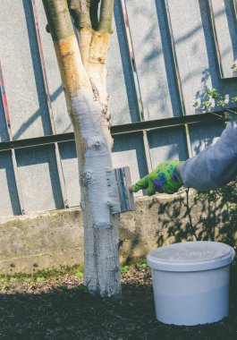 Bir çiftçi ağaç gövdesine zararlılara karşı koruyucu beyaz boya ile davranır. Bahçedeki ağaçların tedavisi.