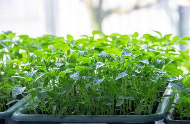 Pencere kenarındaki tohumlar. Bahçıvanlık.