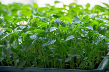 Pencere kenarındaki tohumlar. Bahçıvanlık.