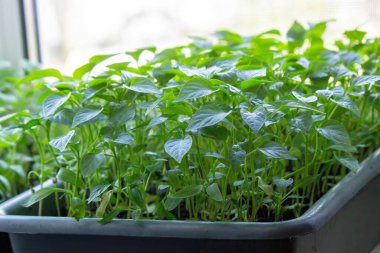 Pencere kenarındaki tohumlar. Bahçıvanlık.