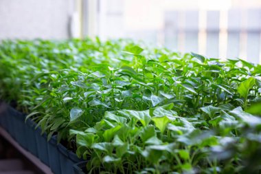 Pencere kenarındaki tohumlar. Bahçıvanlık.