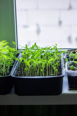 Pencere kenarındaki tohumlar. Bahçıvanlık.