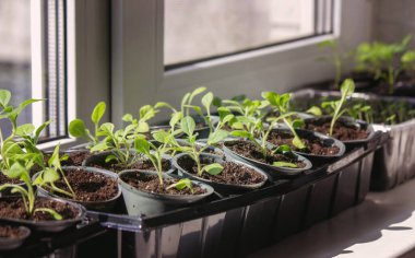 Pencere kenarında saksılarda büyüyen bir grup fidan. Saksıdaki tohumlar