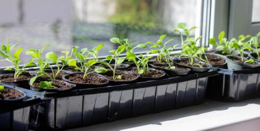 Pencere kenarında saksılarda büyüyen bir grup fidan. Saksıdaki tohumlar