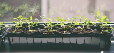 Pencere kenarında saksılarda büyüyen bir grup fidan. Saksıdaki tohumlar