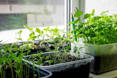 Pencere kenarındaki tohumlar. Bahçıvanlık.