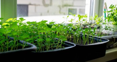 Pencere kenarındaki tohumlar. Bahçıvanlık.