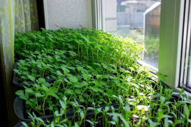 Pencere kenarındaki tohumlar. Bahçıvanlık.