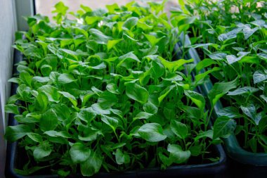 Pencere kenarındaki tohumlar. Bahçıvanlık.