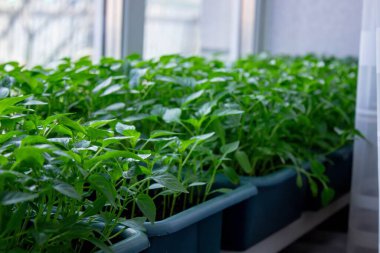 Pencere kenarındaki tohumlar. Bahçıvanlık.