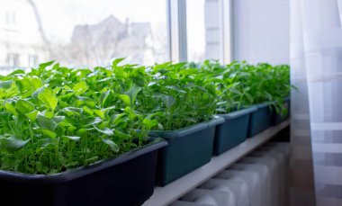 Pencere kenarındaki tohumlar. Bahçıvanlık.