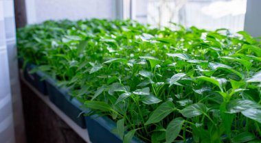 Pencere kenarındaki tohumlar. Bahçıvanlık.