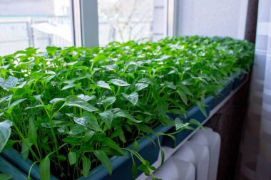 Pencere kenarındaki tohumlar. Bahçıvanlık.