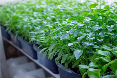 Pencere kenarındaki tohumlar. Bahçıvanlık.