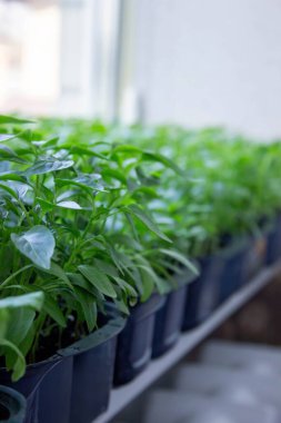 Pencere kenarındaki tohumlar. Bahçıvanlık.