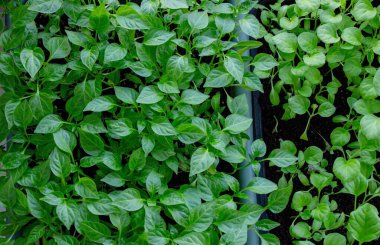 Pencere kenarındaki tohumlar. Bahçıvanlık.