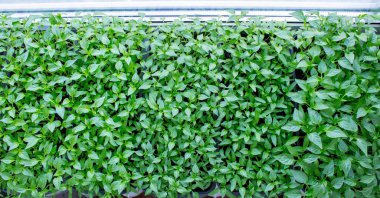 Pencere kenarındaki tohumlar. Bahçıvanlık.