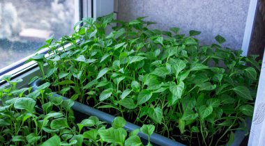 Pencere kenarındaki tohumlar. Bahçıvanlık.