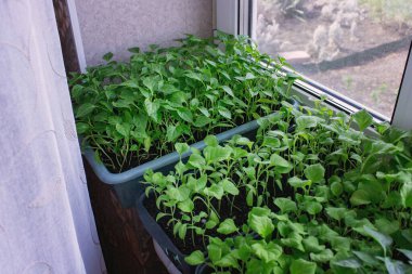 Pencere kenarındaki tohumlar. Bahçıvanlık.