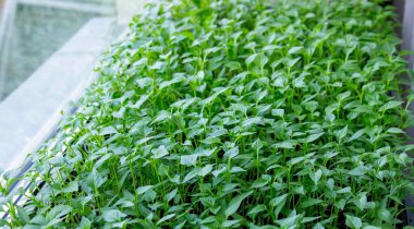 Pencere kenarındaki tohumlar. Bahçıvanlık.