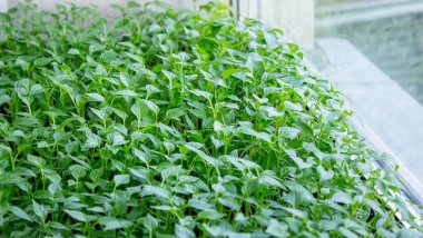 Pencere kenarındaki tohumlar. Bahçıvanlık.