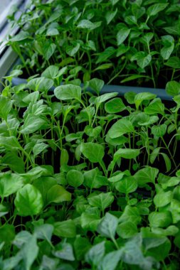 Pencere kenarındaki tohumlar. Bahçıvanlık.